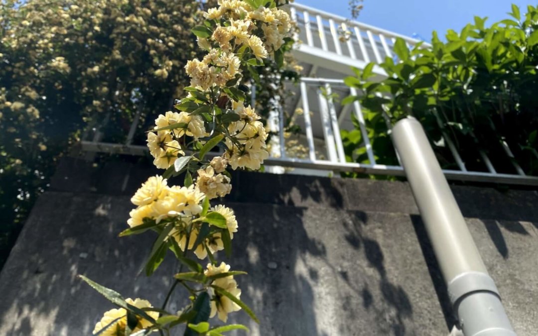 blog-back-ground-scaled